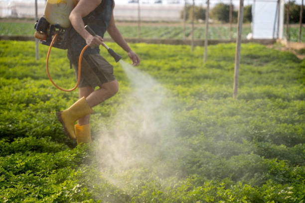 Wasp Removal Services in Holgate, OH