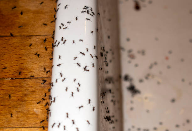 Best Exterminator Services  in Holgate, OH