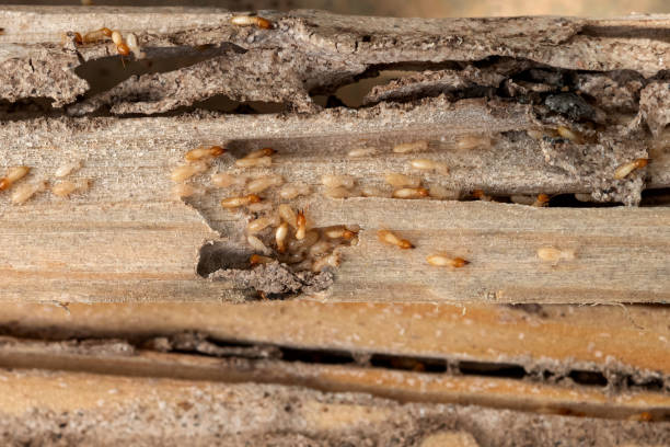 Best Termite Control Services  in Holgate, OH