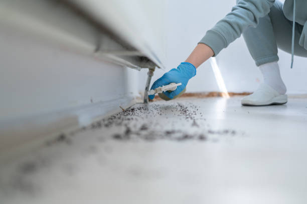 Best Flea Control Services  in Holgate, OH